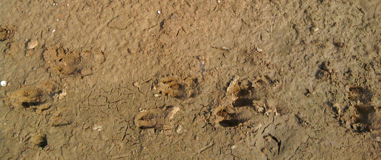 猪獾的脚印图片