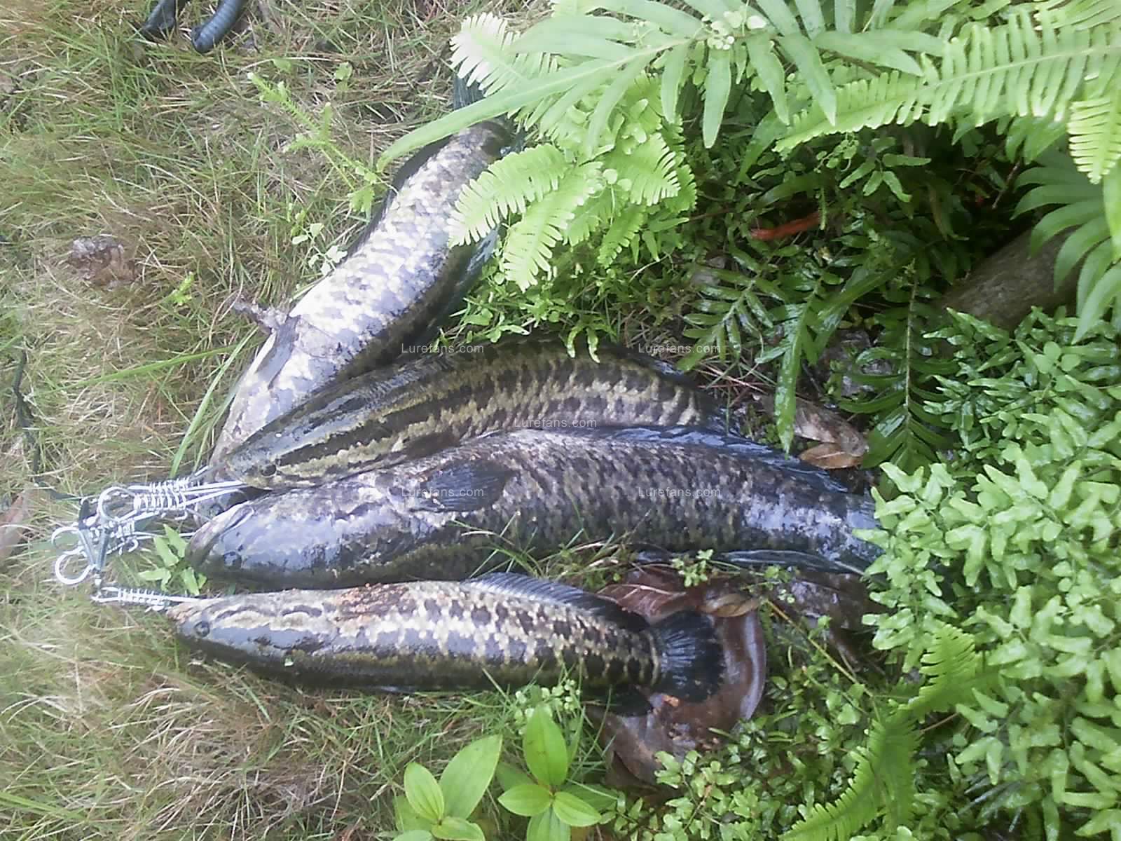 今日路獲大量野生黑魚