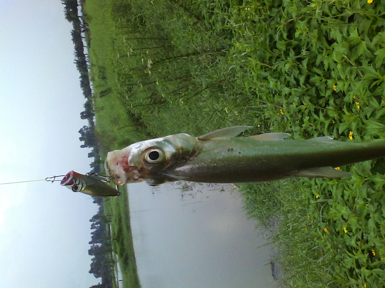 IMG0513140600.jpg