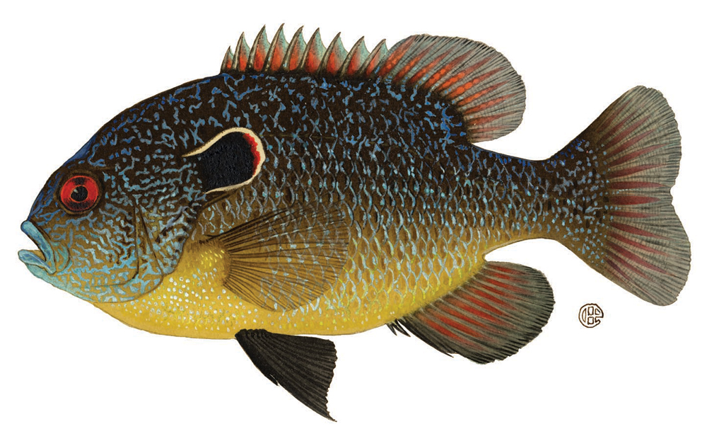 longear_sunfish.jpg