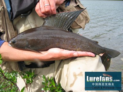 arctic_grayling.jpg