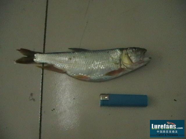 IMGA0625.JPG