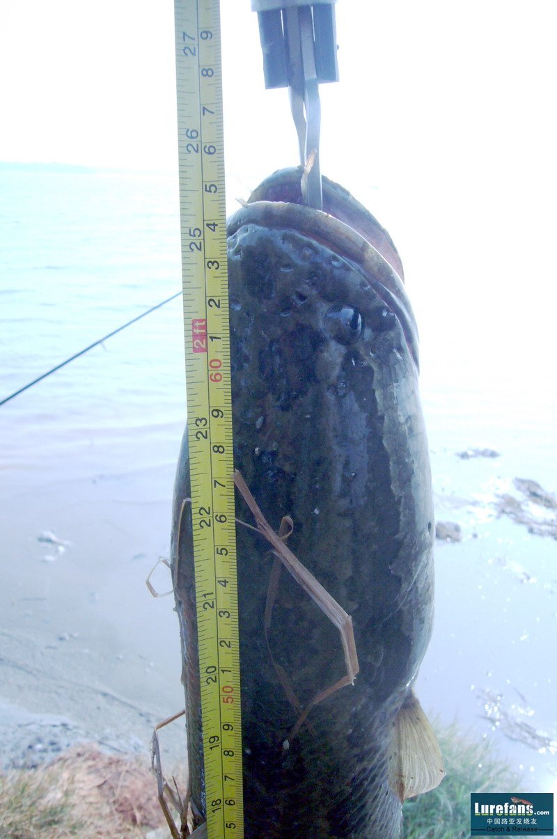 65.5cm