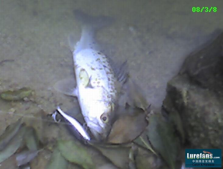 Ƭ_030808_003.jpg