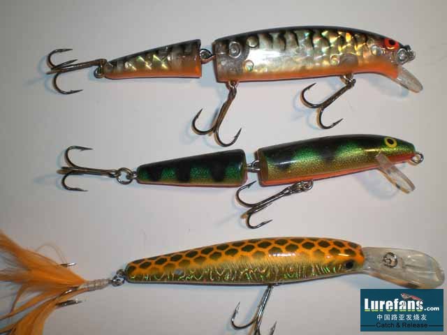 Middle size minnows.JPG