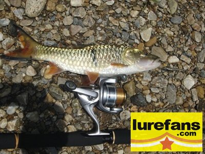 Little Jungle Perch "SBARAU"