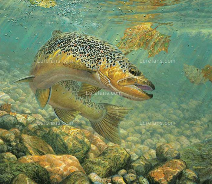 art-prints-brown-trout.jpg