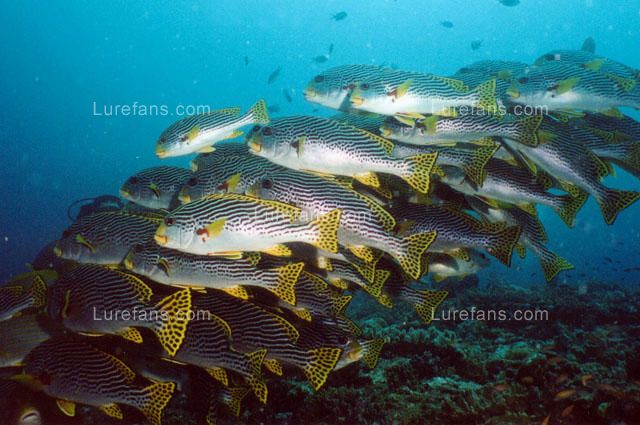 Plectorhinchus_lineatus.jpg