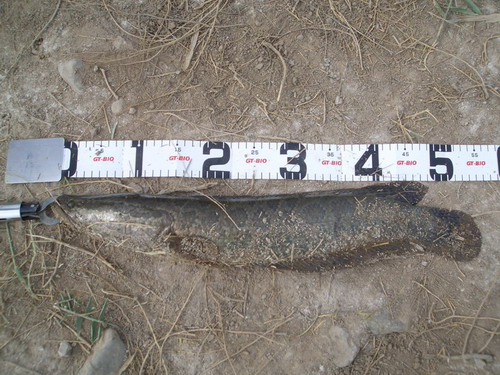 55CM.jpg