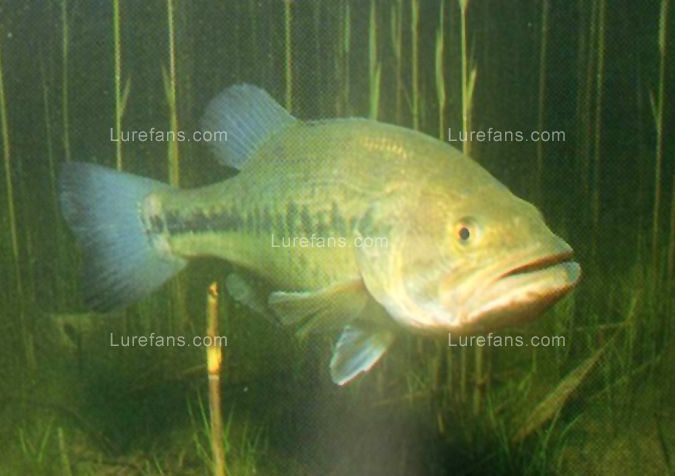 micropterus4[1].jpg