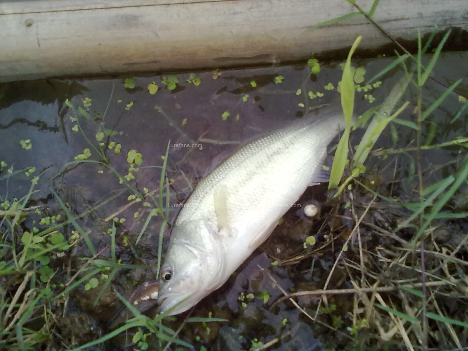 20110609941.jpg