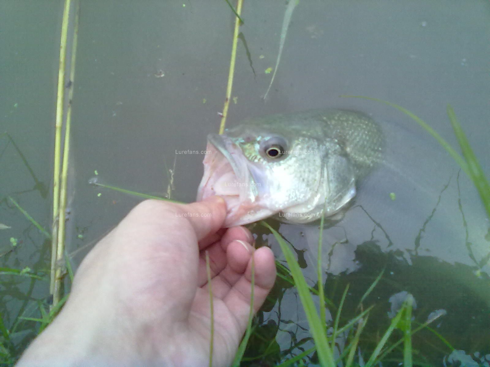 20110609951.jpg