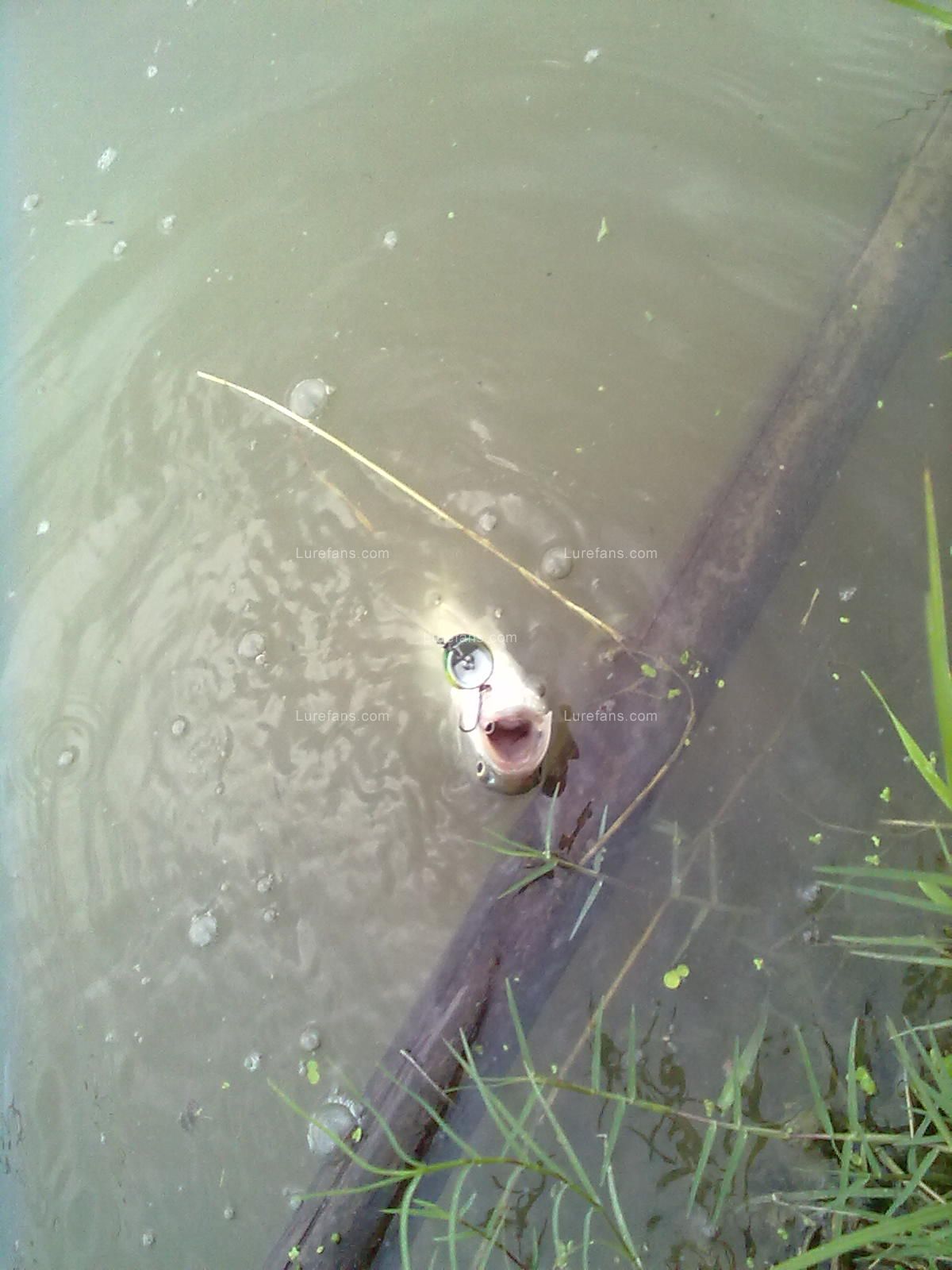 20110609943.jpg