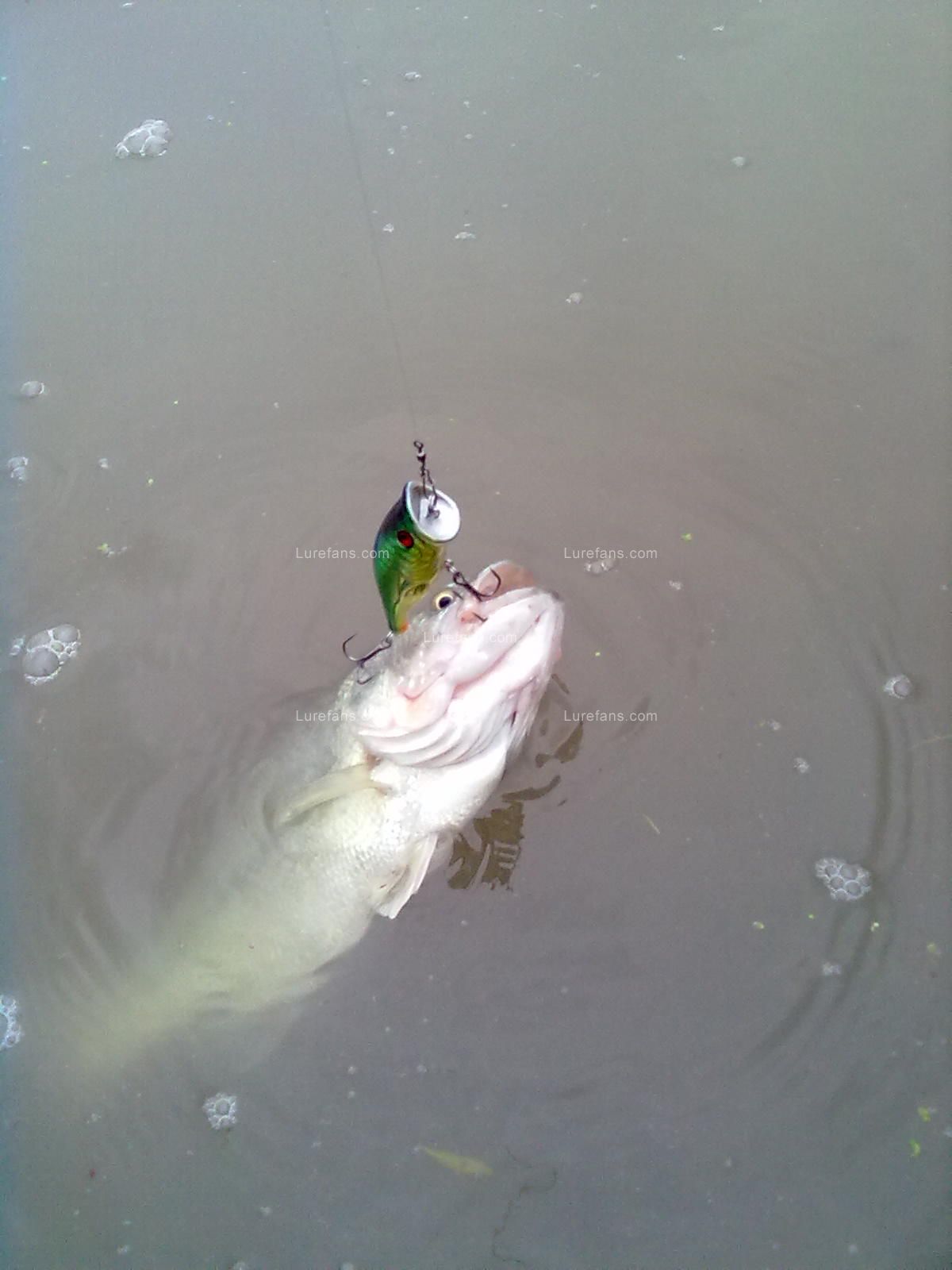 20110609949.jpg