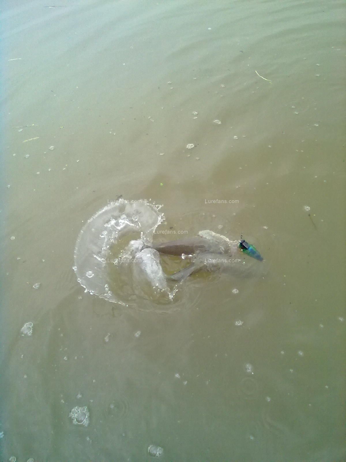 20110609945.jpg