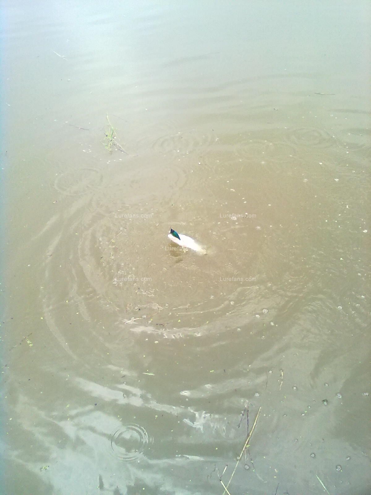 20110609937.jpg
